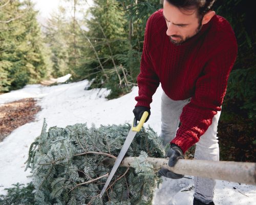 Man cutting the Christmas tree Man cutting the Christmas tree