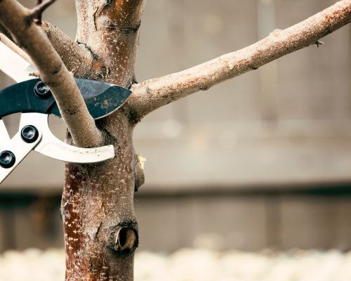 Pruning tree Pruning tree